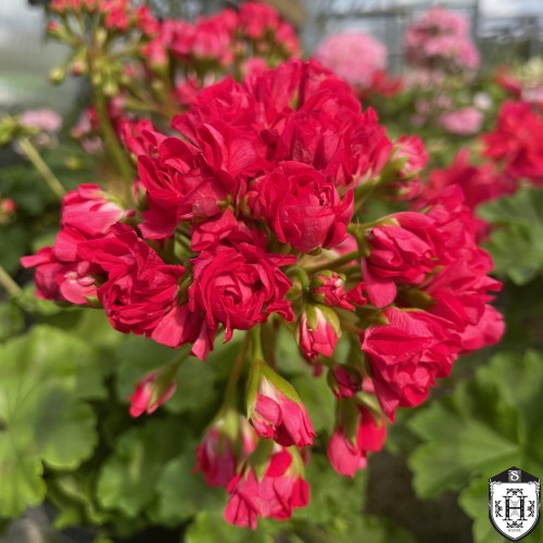 Pelargonium 'U Anna Karenina' - Pelargoon 'U Anna Karenina' P9/0,55L